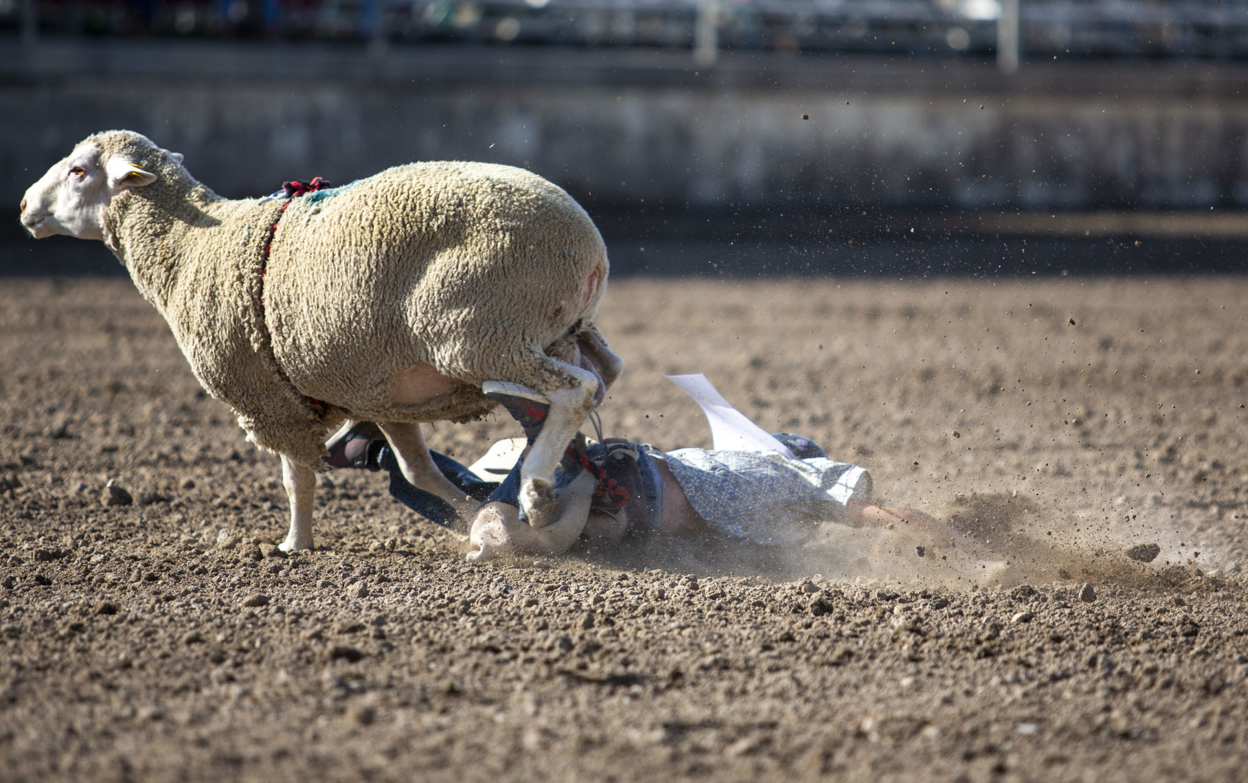 Mutton Busting in Minidoka